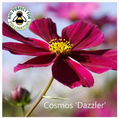 CYBEXIS Cosmos 'Dazzler' Seeds. Dazzler Cosmos Seed(50 per packet)