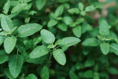 ARTA Tulsi Seeds For Planting Seed(150 per packet)