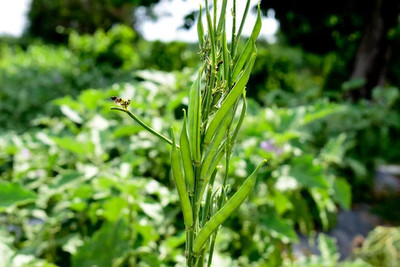 XOLDAA CLUSTER BEANS SEEDS Seed(30 per packet)