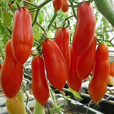 WILLVINE Chinese Red bananas tomatoes [1g, 300 Seeds] Seed(300 per packet)