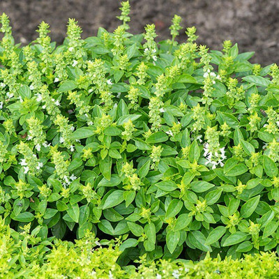VibeX ® XLR-33 Dwarf Greek Basil Seed(1000 per packet)