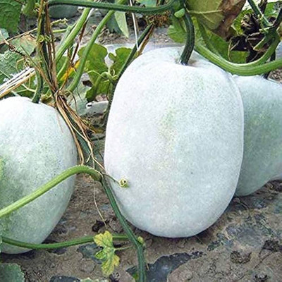 BDSresolve Ash gourd seeds for planting PACK OF 39 Seed(39 per packet)