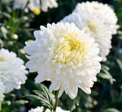 Seedsqlty Chrysanthemum flower seeds all colours Seed(50 per packet)