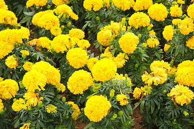 Cosmos marigold,gende ka phool seeds Seed(20 per packet)