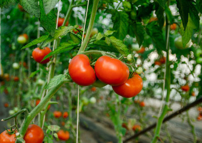 Somadev tomato Seed(60 per packet)
