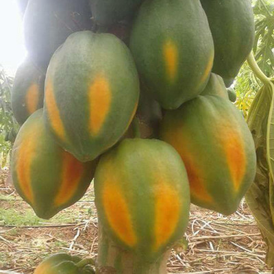 PMA Papaya Seed, Papita, PP-1851 Hybird, Papita Organic Vegetable Seed, Papaya Seed(185 per packet)