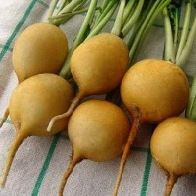 Qualtivate PUA-2A Radish Yellow Heirloom Seeds Seed(300 per packet)
