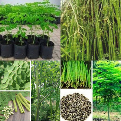 ibains Drum sticks seeds pack of 62 Seed(62 per packet)