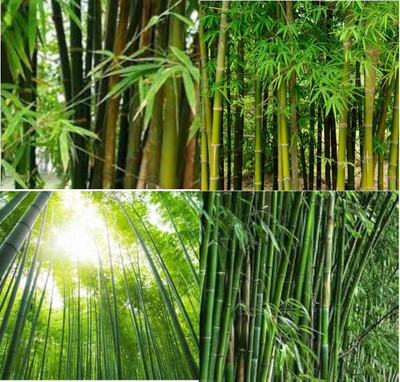 ibains Hybrid bamboo seeds bij 490 Seed(490 per packet)