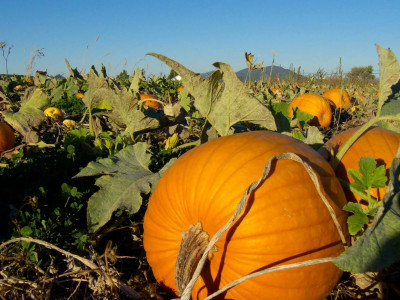Cloud Farm Atlantic gaint pumpkin seeds for farming at home Seed(70 per packet)