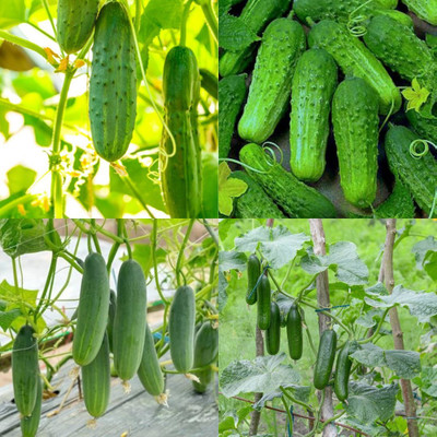 ibains Long white cucumber seed Kakari sosa seeds pack of 34 Seed(76 per packet)