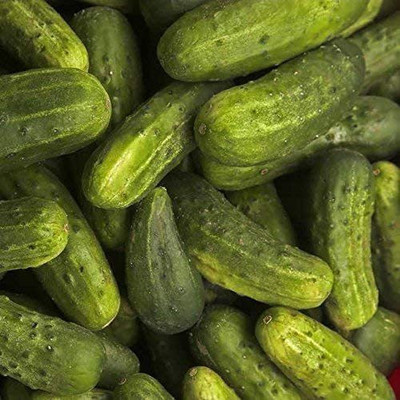 VibeX VVI-89 - National Pickling Cucumber - (1350 Seeds) Seed(1350 per packet)