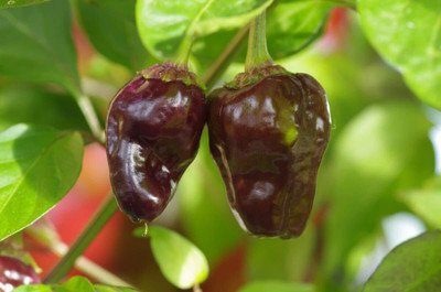WILLVINE Scorpion Tongue Chilli Pepper Seeds-[3000 Seeds] Seed(3000 per packet)