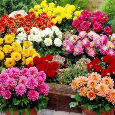 CYBEXIS Mixed Dahlia Seeds | Non-GMO Seed(50 per packet)