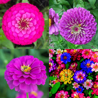 ibains zinnia double mix seed bij 31 Seed(31 per packet)