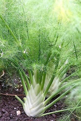 CYBEXIS XLR-74 - Sweet Florence Fennel - (2250 Seeds) Seed(2250 per packet)