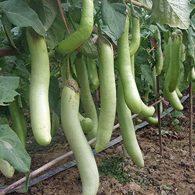 KANAYA Brinjal Green Long Seeds Kitchen Garden Vegetable Seed(90 per packet)