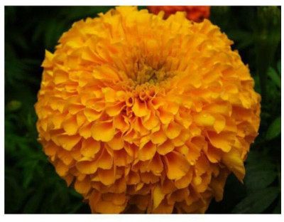 Avysa African Marigold Seeds | Non-GMO | Fresh Garden Seeds Orange Seed(1000 per packet)