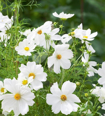 CYBEXIS VXI-2 - COSMOS - DWARF White - Easy to grow Flowers - (90 Seeds) Seed(90 per packet)