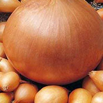 CYBEXIS Seeds Nutritious Fresh Fast Growing Onion2000 Seeds Seed(2000 per packet)