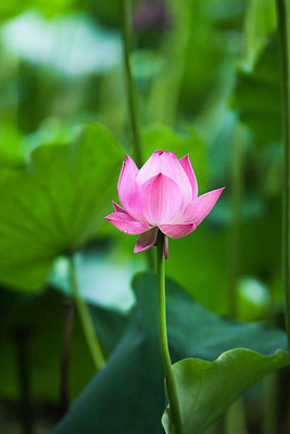 Nema lotus,kamal gatta Seed(14 per packet)