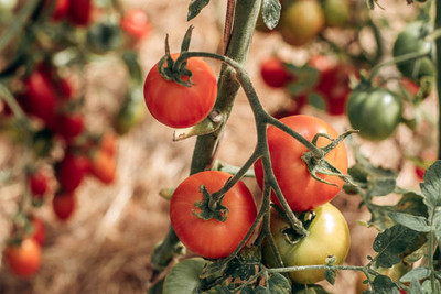 HOLIC STORE tomato Seed(95 per packet)