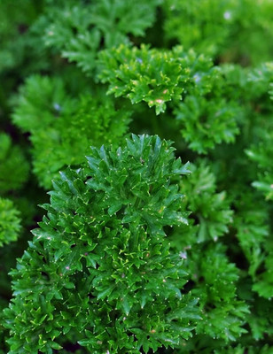 SOWCAN Moss Curled Leaf Parsley -Organic Parsley Seed(100 per packet)