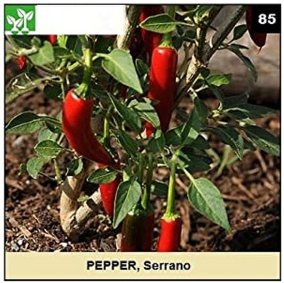 CYBEXIS SERRANO PEPPER2400 Seeds Seed(2400 per packet)