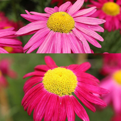 CYBEXIS NBIR-59 - Painted Daisy - Pyrethrum - Robinson's Mix - (540 Seeds) Seed(540 per packet)