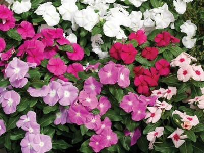 Mozette Exotic vinca Seed(36 per packet)
