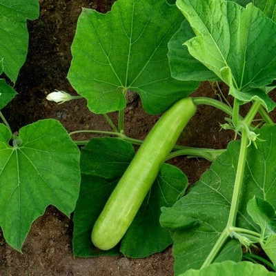 Arshiayat Bottle Gourd Hybrid Seeds Seed(17 per packet)