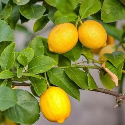 Aro Lemon, Nimbu Seed(64 per packet)