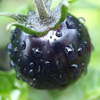 KNESSiN Vegetables Bonsai Tomato[400 Seeds] Seed(400 per packet)