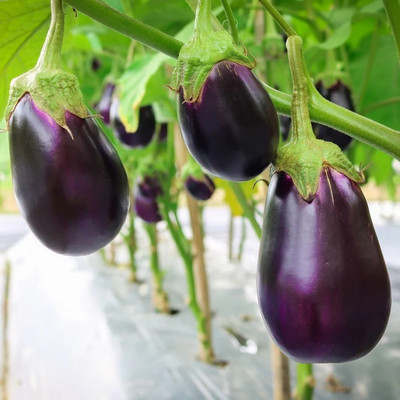 eShoptail Brinjal Oval Dark Purple F1 Hybrid Seeds (Bainganee Baingan/Eggplant) Seed(5 g)