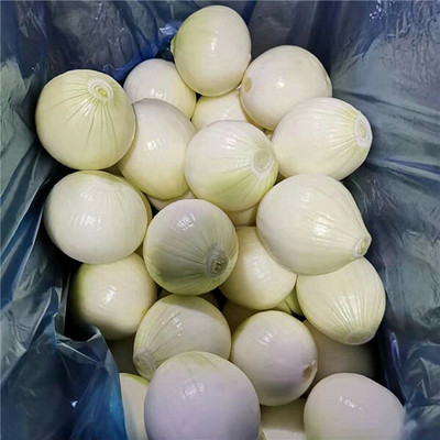 WATIKA Organic White Onion Pyaj Seed(2000 per packet)