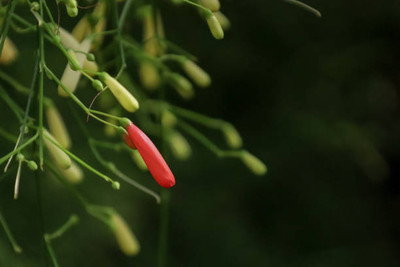 ASTRO HUB kanakambaram-firecracker-crossandra Seed(39 per packet)