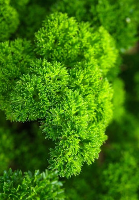 Quentova Leaf parsley - Moss Curled-VIC-4G Seed(100 per packet)