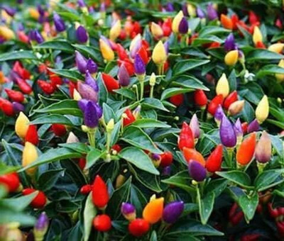 Qualtivate ICRA-1A Ornamental Dwarf Chilli Pepper Seed(300 per packet)