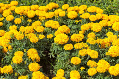 Kavya Craft marigold,gende ka phool Seed(30 per packet)