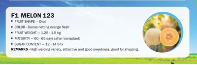CYBEXIS F1 MELON 123(200 Seeds) Seed(200 per packet)