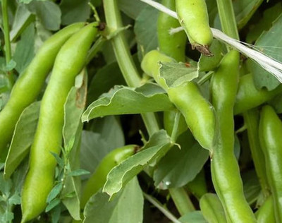 WANCY Garden Broad bean - Windsor White Seed(25 per packet)