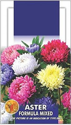 CYBEXIS Seeds Aster Mix Flower Seeds Seed(50 per packet)
