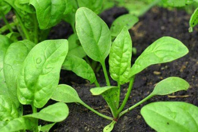 CYBEXIS Tetragonia Tetragonioides New Zealand Spinach1000 Seeds Seed(1000 per packet)