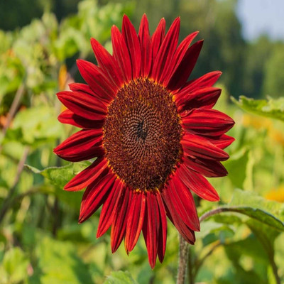Dasstore RED SUNFLOWER Seed(14 per packet)
