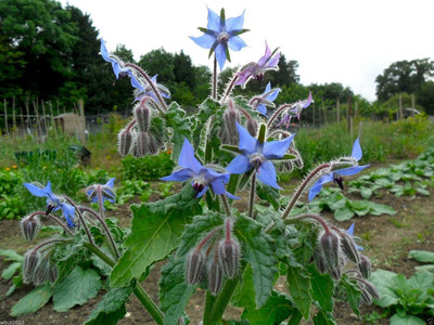 CYBEXIS XLR-6 - Blue Borage - (1350 Seeds) Seed(1350 per packet)
