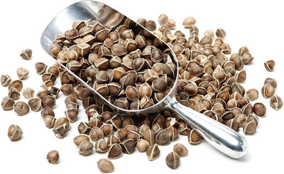 VibeX GBPUT-10 - Moringa Wingless PKM1 Variety - (1350 Seeds) Seed(1350 per packet)