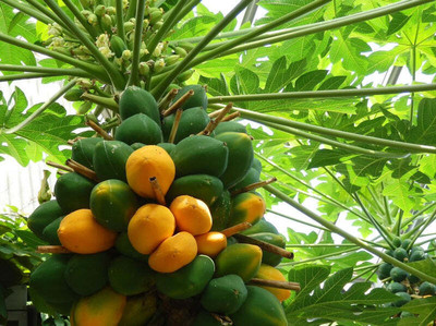 Pbevergreen Hybrid papaya seeds for home garden Seed(200 per packet)