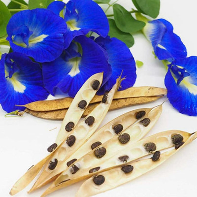 SREE Mixed Aparajita pea Flower,Nilkantha Flower Seed(20 per packet)