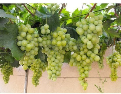 XOLDA Organic Grapes fruit Seed(20 per packet)