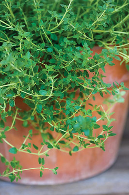 CYBEXIS PAU-11 - German Thyme - (1350 Seeds) Seed(1350 per packet)